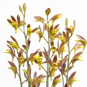 Eulophia hereroensis - Desert Harlequin - 10+ Seed Pack