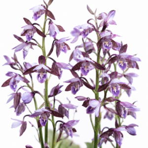 Eulophia hians var. hians - Blue Yawning Harlequin - 10+ Seed Pack