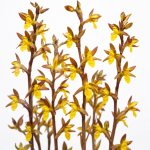 Eulophia hians var. inaequalis - Yellow Yawning Harlequin - 10+ Seed Pack