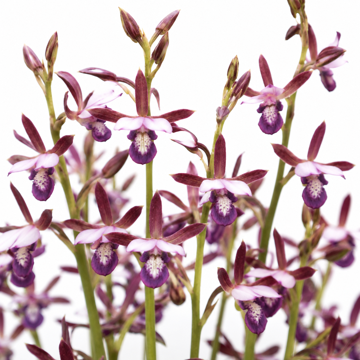 Eulophia hians var. nutans - Drooping-Yawning Harlequin - 10+ Seed Pack