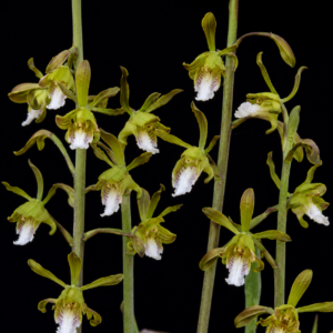 Eulophia leachii - 10+ Seed Pack