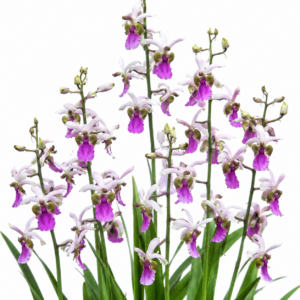 Eulophia livingstoneana - Livingstones Harlequin - 10+ Seed Pack