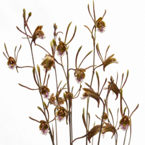 Eulophia longisepala - Mohecan Harlequin - 10+ Seed Pack