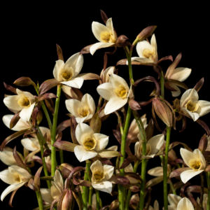 Eulophia macowanii - Upside-down Harlequin - 10+ Seed Pack