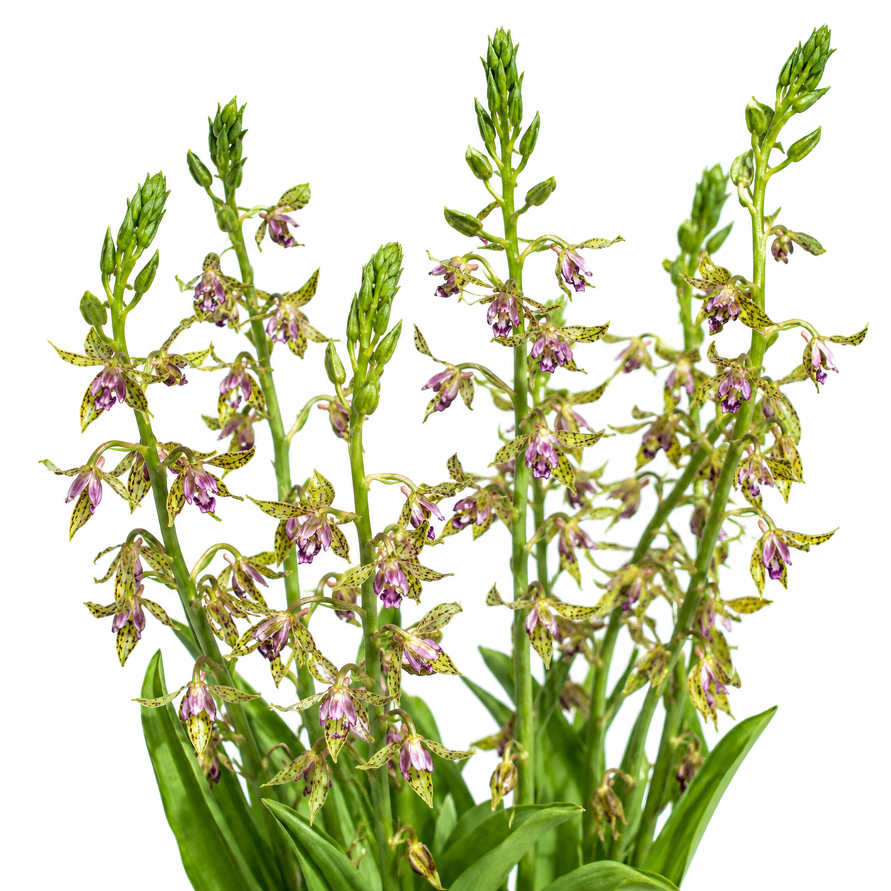 Eulophia meleagris - 10+ Seed Pack