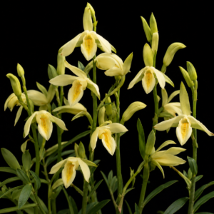 Eulophia ovalis var. bainesii - Cream Courting Harlequin - 10+ Seed Pack