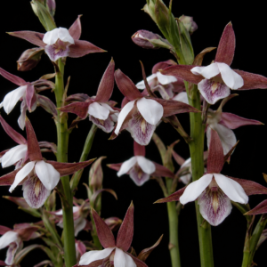 Eulophia ovalis var. ovalis - Variable Courting Harlequin - 10+ Seed Pack