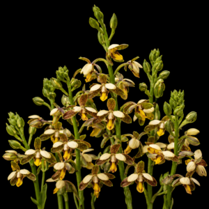 Eulophia parviflora - Mini Harlequin - 10+ Seed Pack