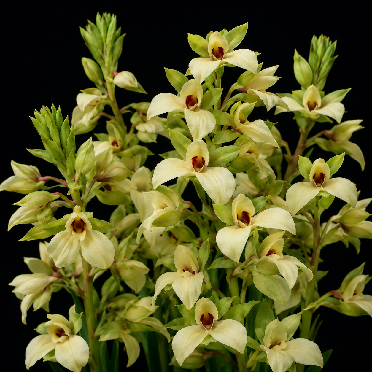 Eulophia parvilabris - Lipless Harlequin - 10+ Seed Pack
