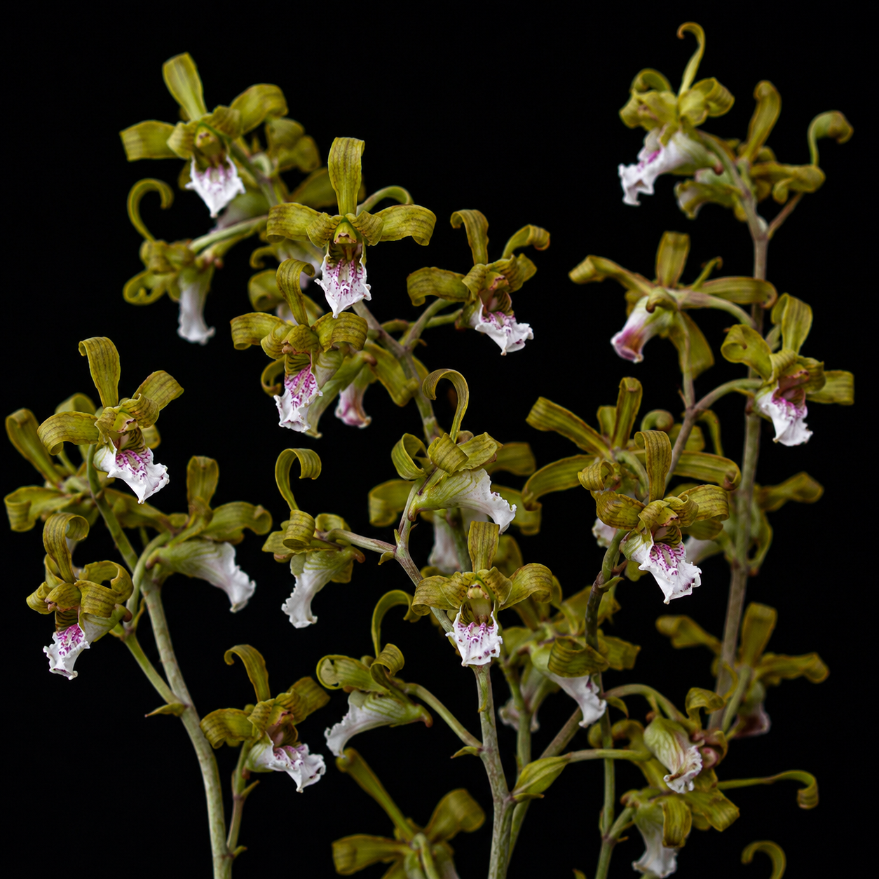 Eulophia petersii - Garden Harlequin - 10+ Seed Pack