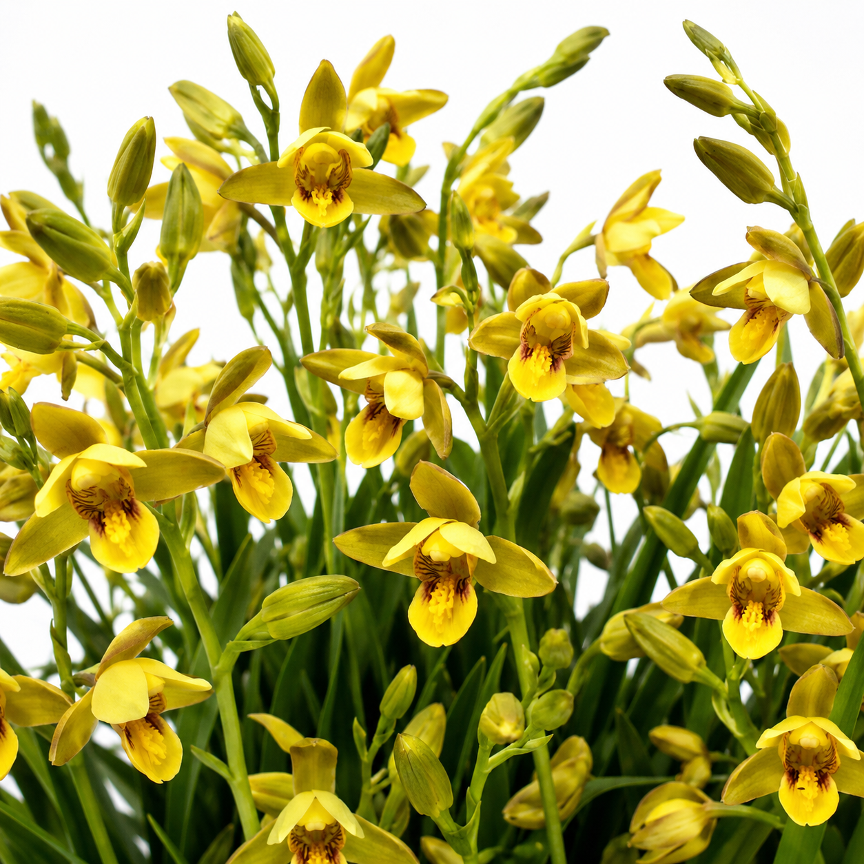 Eulophia platypetala - Garden Route Harlequin - 10+ Seed Pack