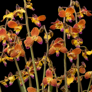 Eulophia schweinfurthii - Savanna Harlequin - 10+ Seed Pack