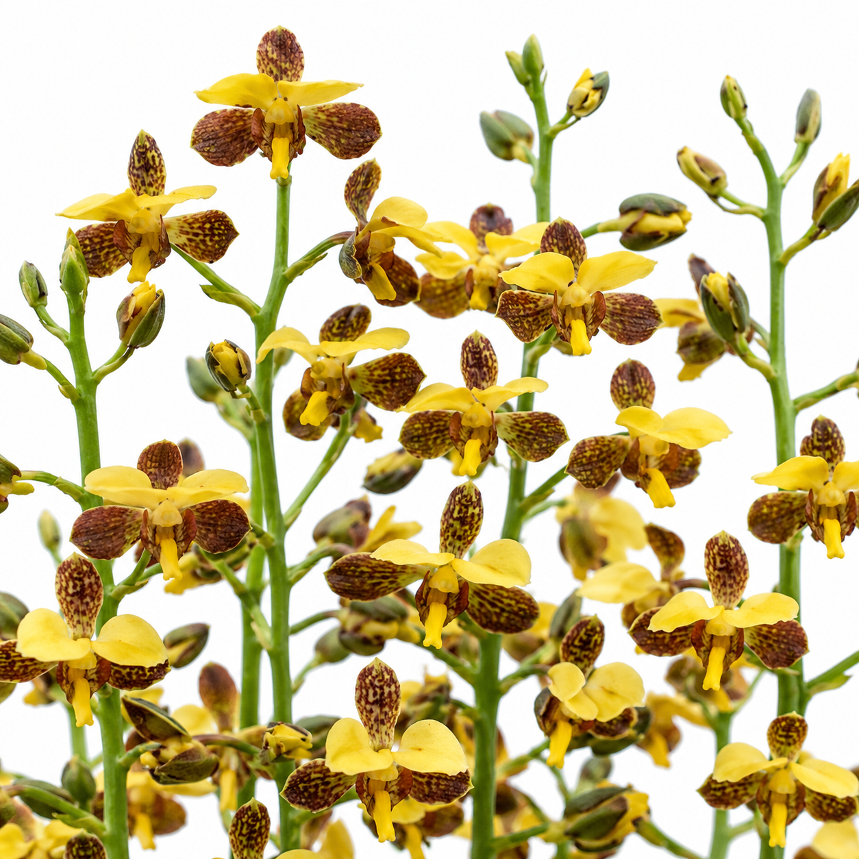 Eulophia streptopetala - Twisted Harlequin - 10+ Seed Pack
