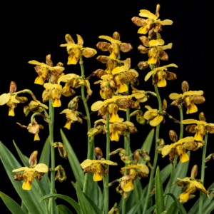 Eulophia streptopetala var. stenophylla - 10+ Seed Pack