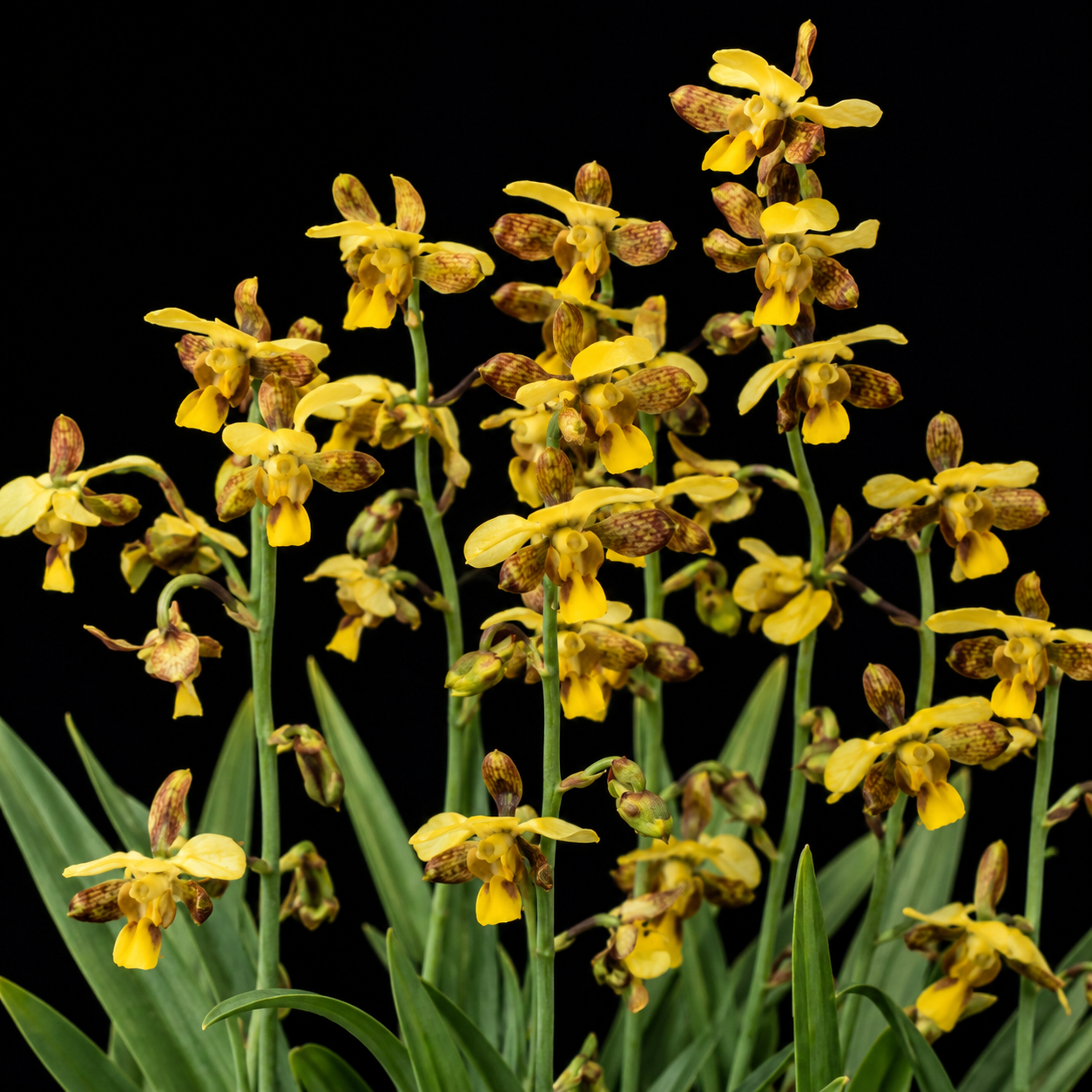 Eulophia streptopetala var. stenophylla - 10+ Seed Pack