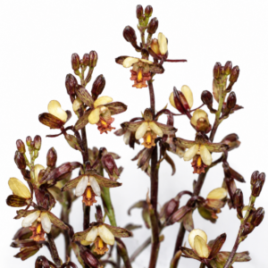 Eulophia tenella - Thicket Harlequin - 10+ Seed Pack