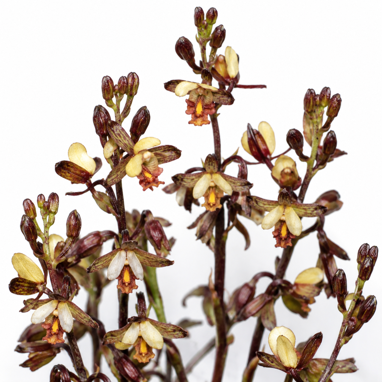 Eulophia tenella - Thicket Harlequin - 10+ Seed Pack