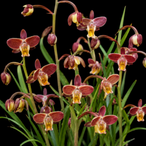 Eulophia tuberculata - Knobby Harlequin - 10+ Seed Pack