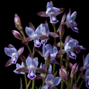 Eulophia zeyheriana - Capebell Harlequin - 10+ Seed Pack