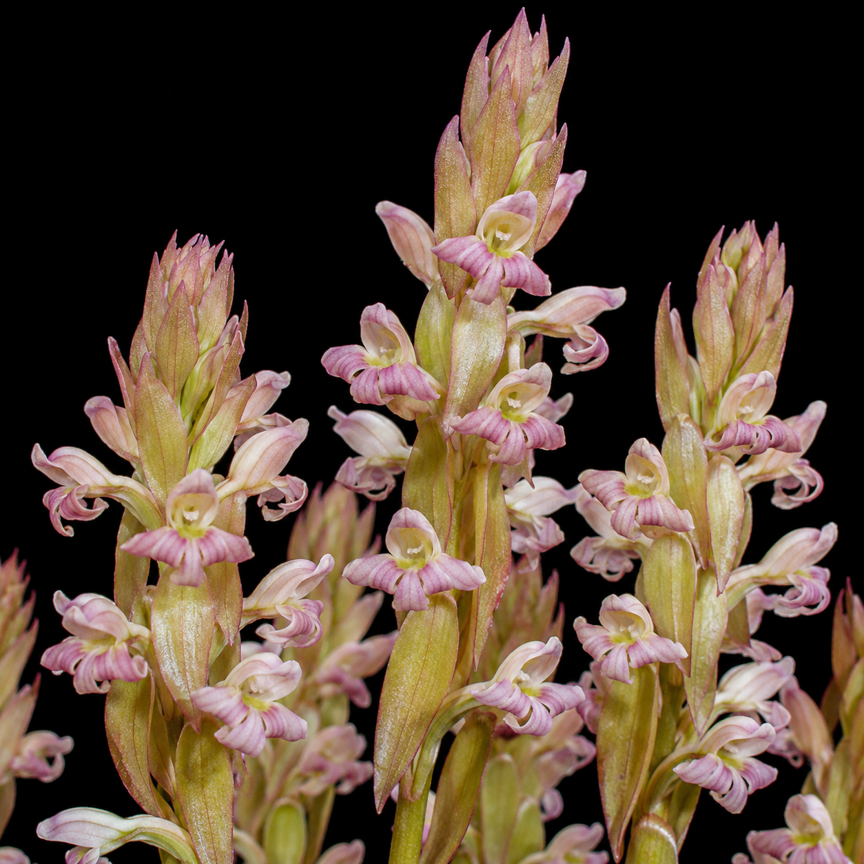 Satyrium bicorne × erectum - 10+ Seed Pack