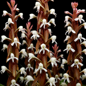 Satyrium candidum - Ghost Satyre; Ruiktrewwa - 10+ Seed Pack