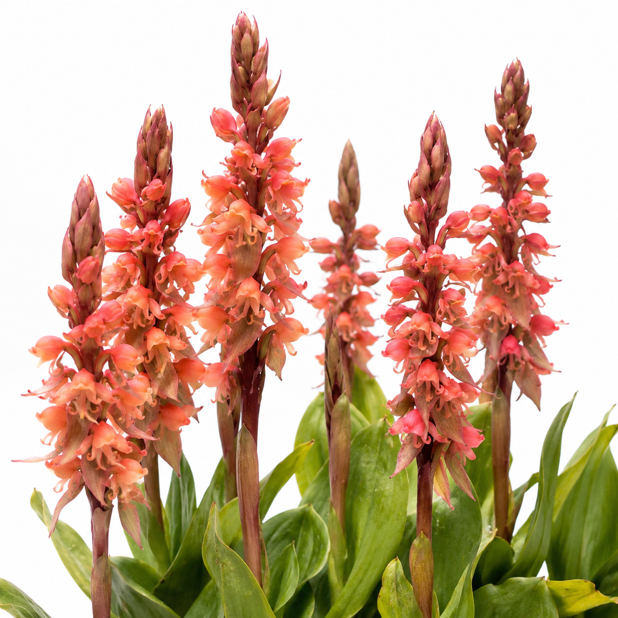 Satyrium carneum × coriifolium - 10+ Seed Pack