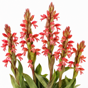 Satyrium coriifolium × erectum - 10+ Seed Pack