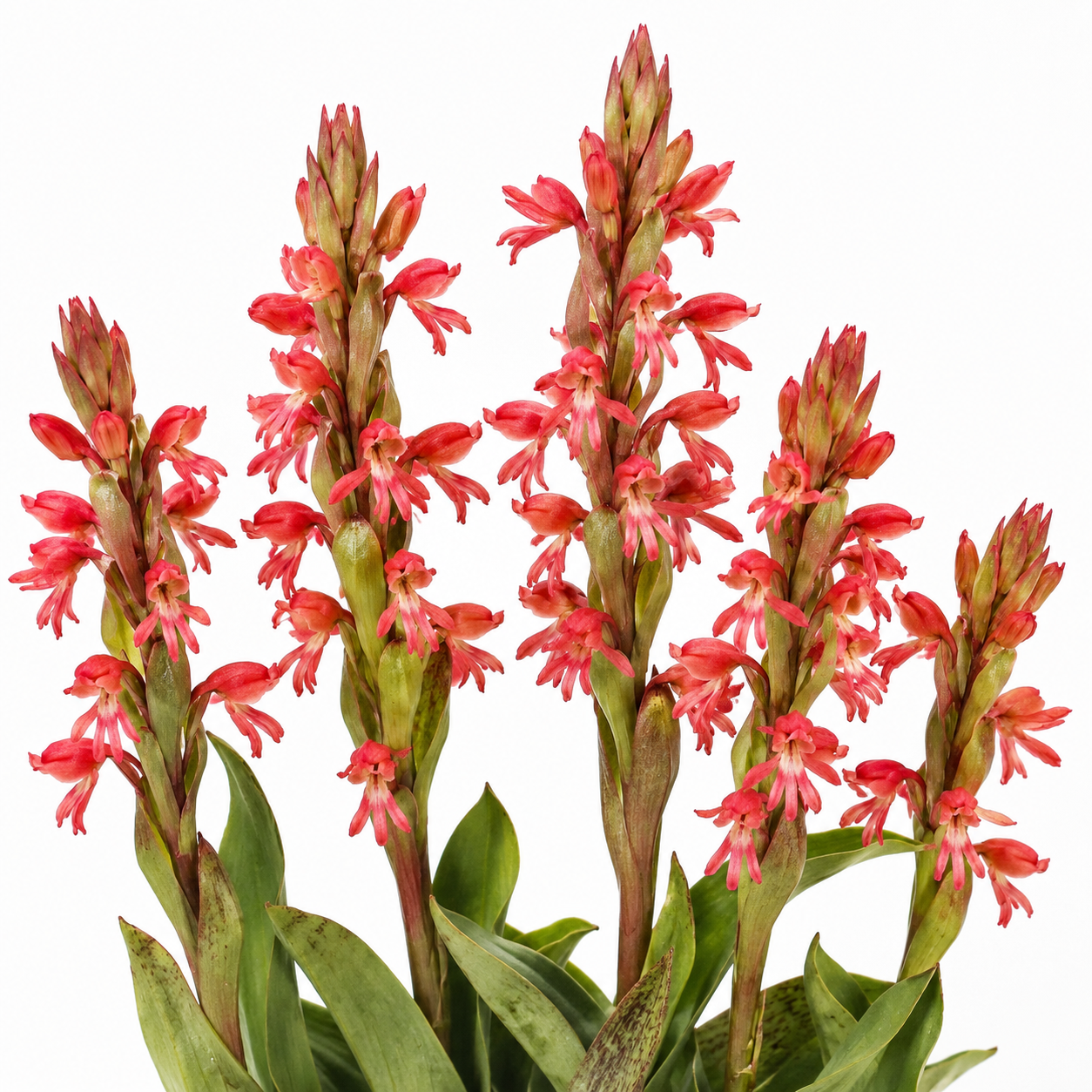 Satyrium coriifolium × erectum - 10+ Seed Pack