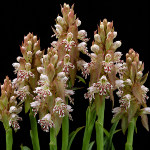 Satyrium cristatum var. cristatum (Satyrium pentadactylum) - 10+ Seed Pack