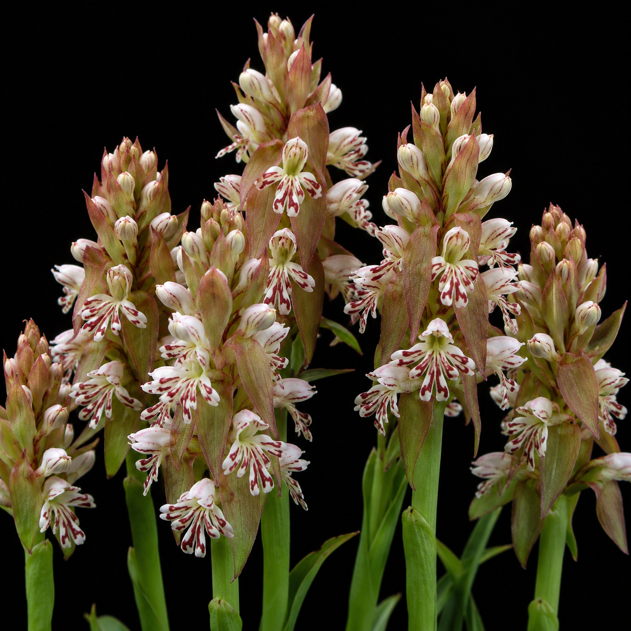 Satyrium cristatum var. cristatum (Satyrium pentadactylum) - 10+ Seed Pack