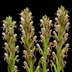 Satyrium cristatum var. longilabiatum - 10+ Seed Pack