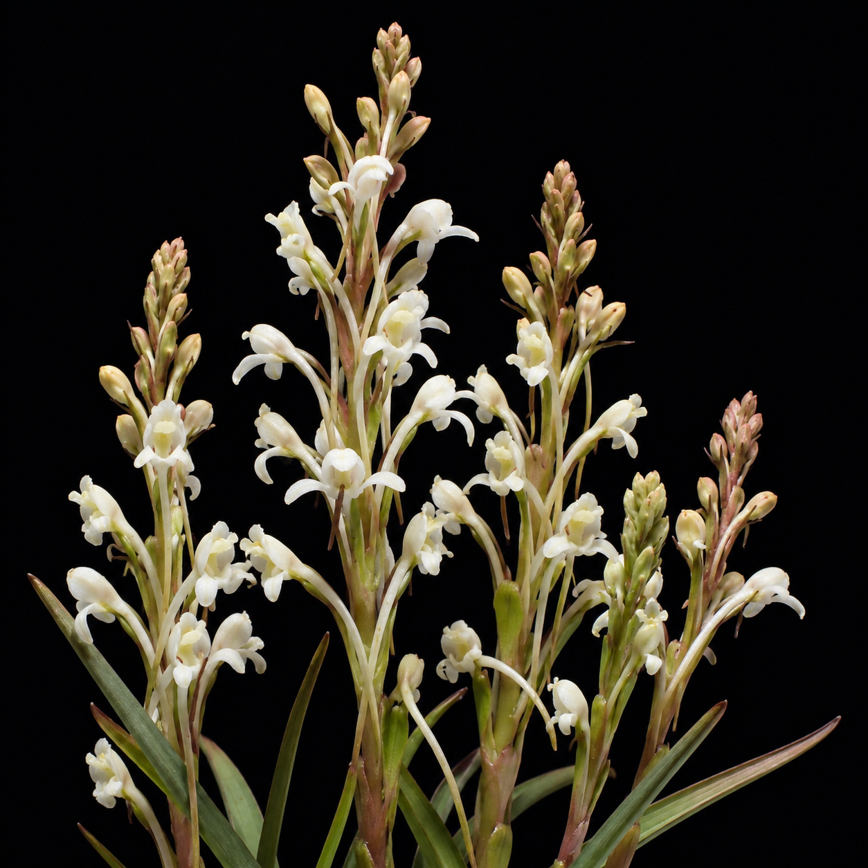 Satyrium eurycalcaratum - 10+ Seed Pack