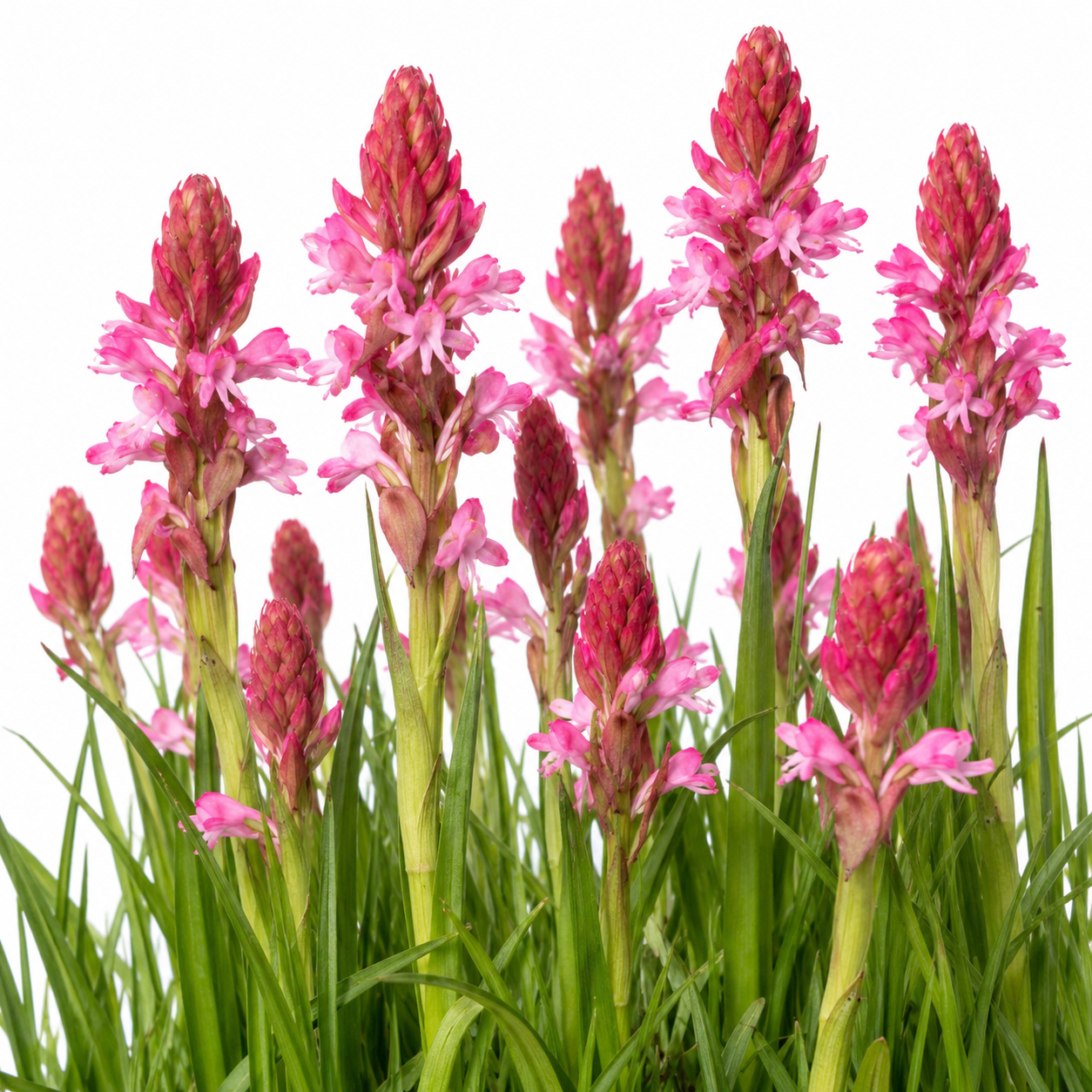 Satyrium hallackii subsp. ocellatum - Tall Grassland Satyre - 10+ Seed Pack