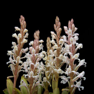 Satyrium humile - Shy Satyre - 10+ Seed Pack