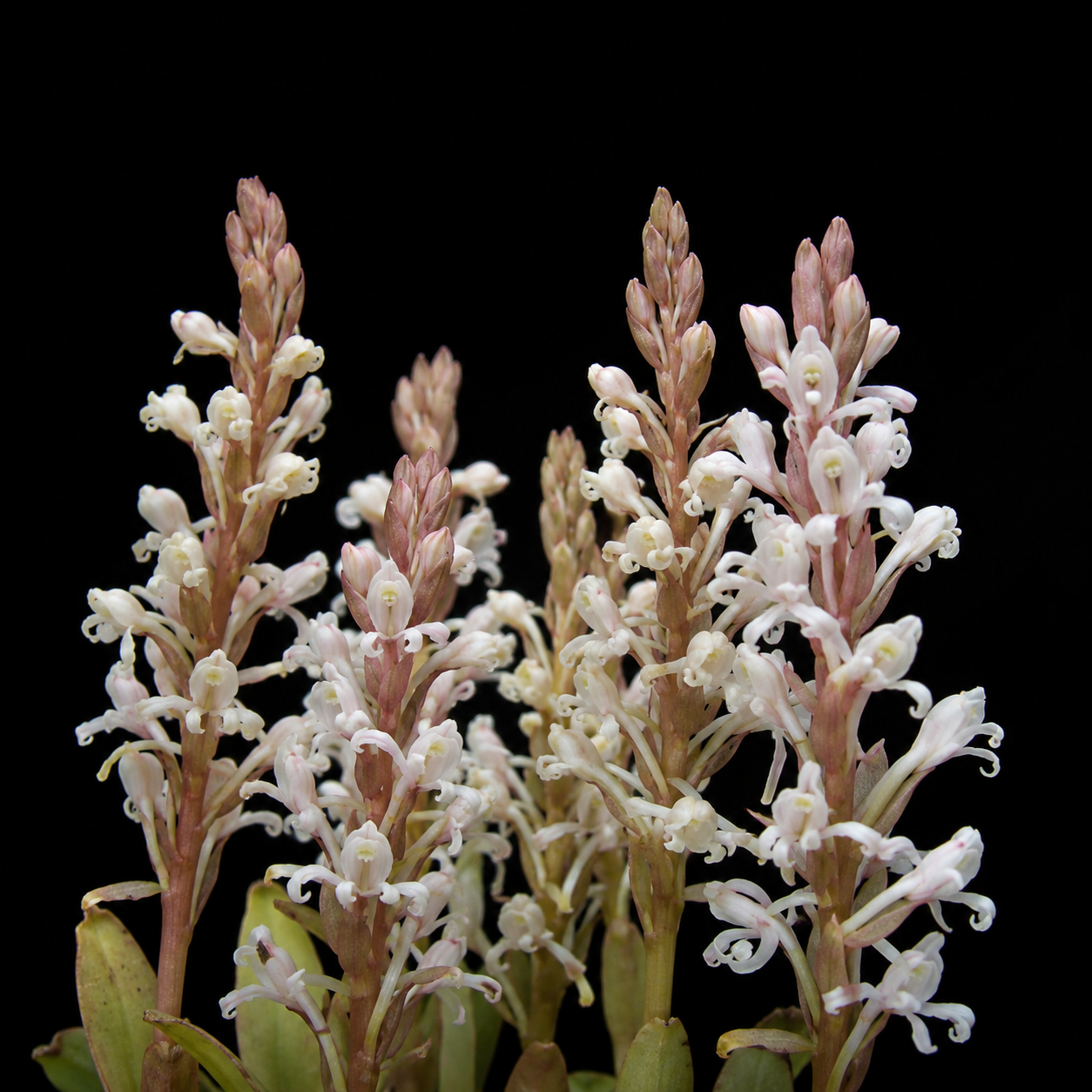 Satyrium humile - Shy Satyre - 10+ Seed Pack