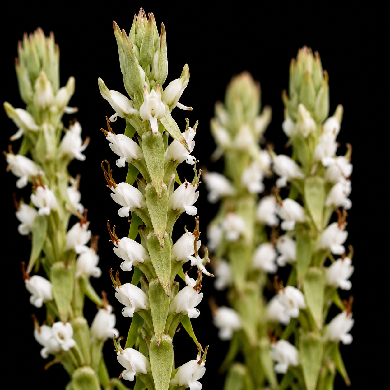 Satyrium ligulatum - Tongue Satyre - 10+ Seed Pack