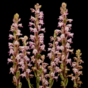 Satyrium longicauda - Blushingbride Satyre; Langstert-Trewwa - 10+ Seed Pack
