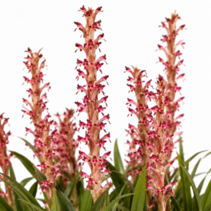 Satyrium longicauda var. jacottetianum (Satyrium jacottetianum) - 10+ Seed Pack