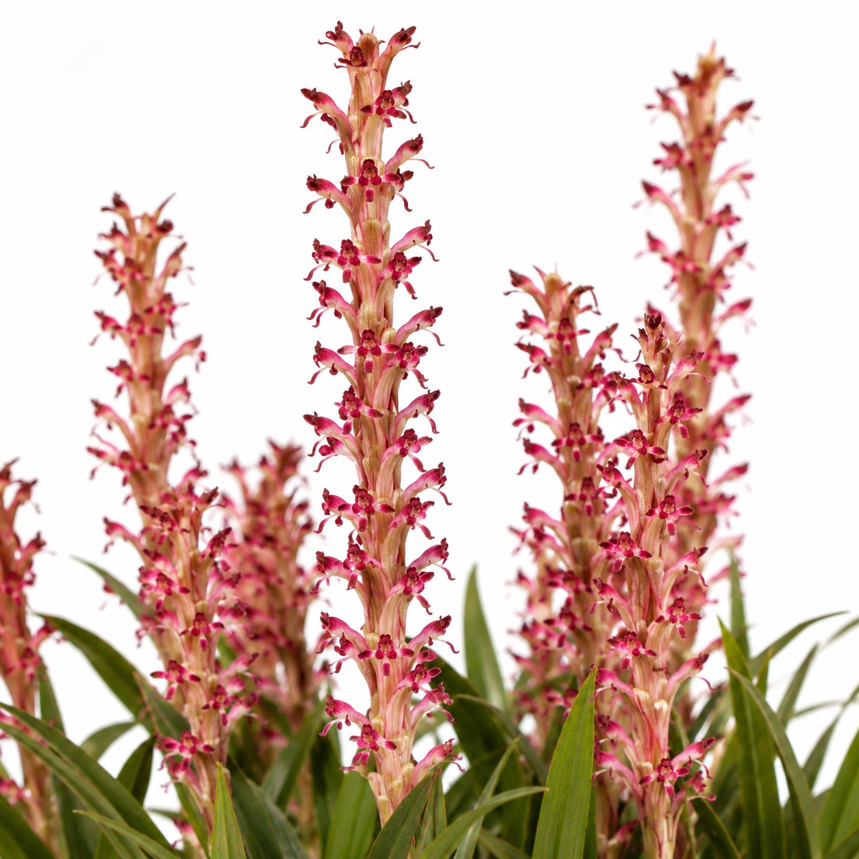 Satyrium longicauda var. jacottetianum (Satyrium jacottetianum) - 10+ Seed Pack