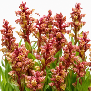Satyrium lupulinum - Dark Satyre - 10+ Seed Pack