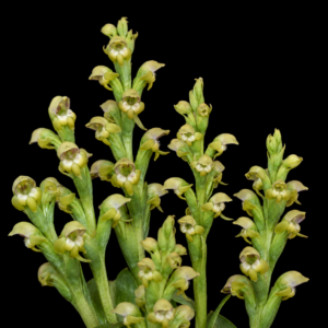 Satyrium microrrhynchum - 10+ Seed Pack