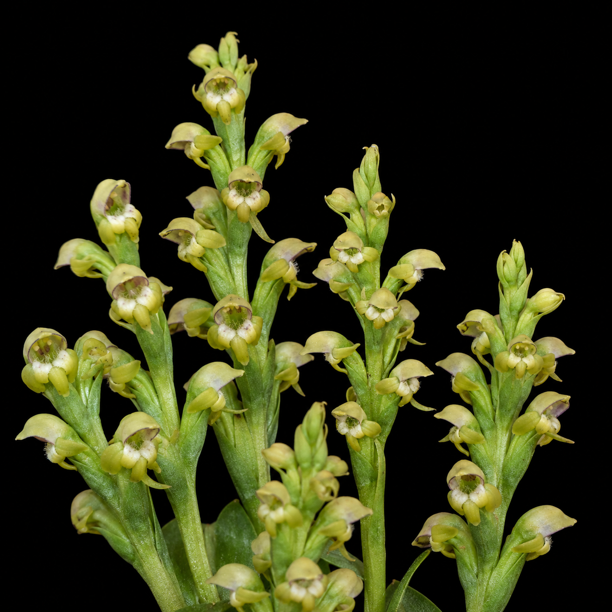 Satyrium microrrhynchum - 10+ Seed Pack