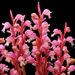 Satyrium muticum - Sticky Satyre - 10+ Seed Pack