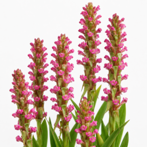 Satyrium neglectum ssp. neglectum - Pink Candle Satyrium - 10+ Seed Pack