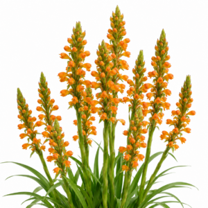 Satyrium neglectum ssp. woodii - 10+ Seed Pack