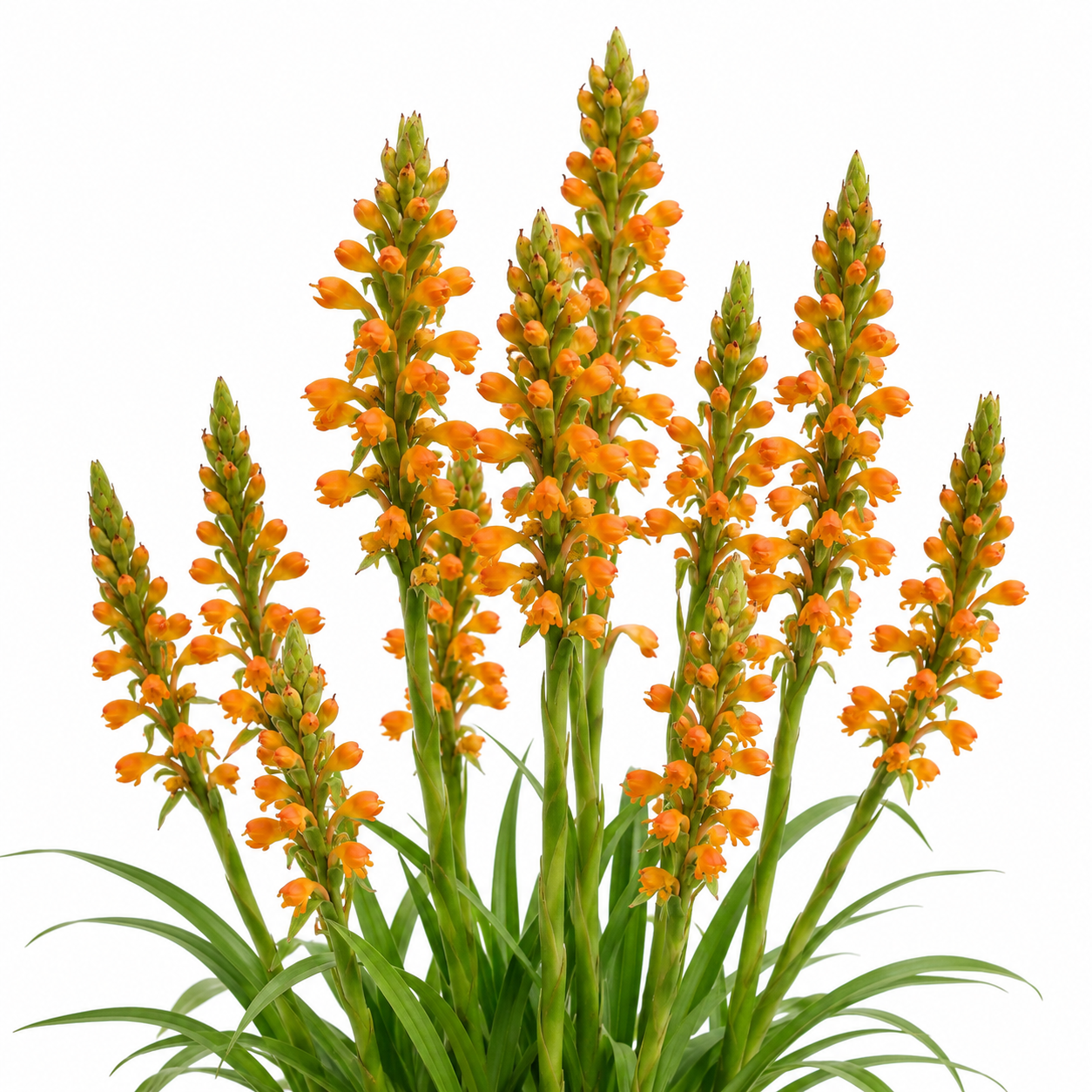 Satyrium neglectum ssp. woodii - 10+ Seed Pack