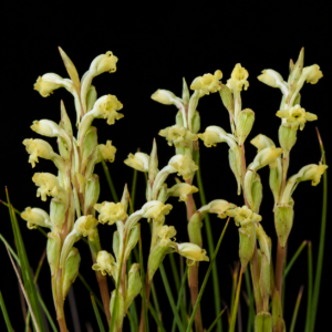 Satyrium outeniquense – Outeniqua Satyrium - 10+ Seed Pack