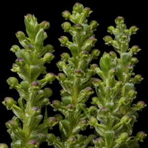 Satyrium parviflorum - Devil Orchid - 10+ Seed Pack