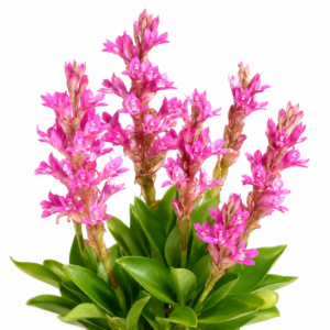 Satyrium pulchrum - 10+ Seed Pack