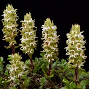 Satyrium retusum - 10+ Seed Pack